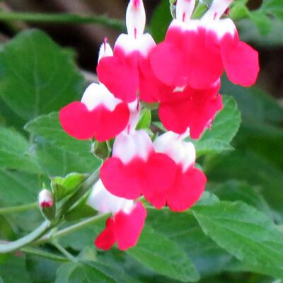 Salvia x jamensis 'Hot Lips' - Salvia x jamensis 'Hot Lips'