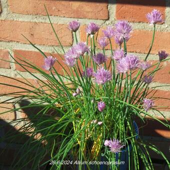 Allium schoenoprasum