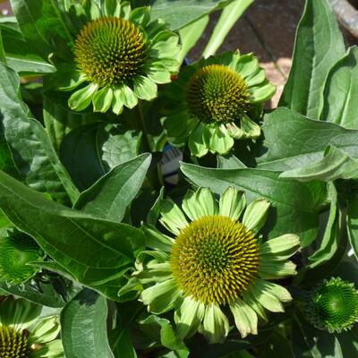 Echinacea SUNSEEKERS 'Apple Green' - 