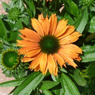 Echinacea SUNSEEKERS 'Mineola' - Echinacea SUNSEEKERS 'Mineola'