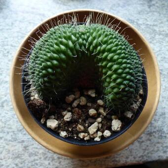 Mammillaria spinosissima cv. un pico f. crestata