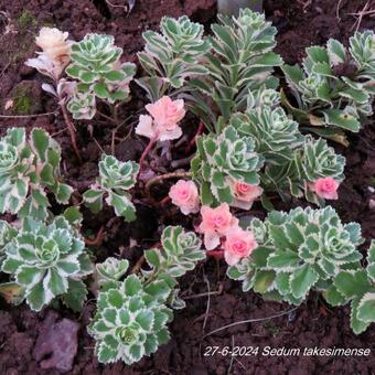 Sedum takesimense 'Atlantis'