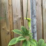 Arisaema tortuosum - Tortuosum