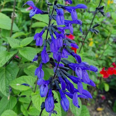 Salvia guaranitica 'Purple & Bloom' - 