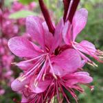 Gaura lindheimeri 'GAUDI Medium Pink' - 