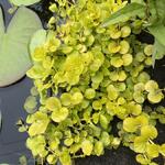 Lysimachia nummularia 'Aurea' - 