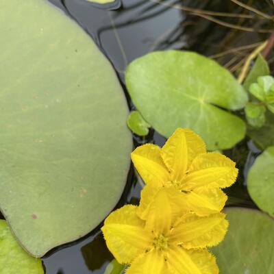 Nymphoides peltata - Europäische Seekanne - Nymphoides peltata