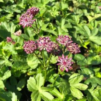 Thymus x citriodorus 'Argenteus'