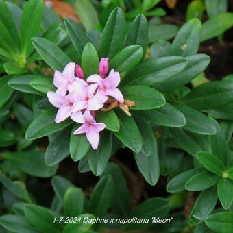 Daphne x napolitana 'Meon'