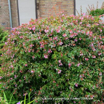 Abelia x grandiflora 'Edward Goucher' - Abelia x grandiflora 'Edward Goucher'