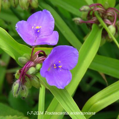 Tradescantia andersoniana - 