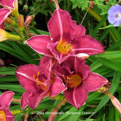 Hemerocallis 'Byzantine Emperor' - 