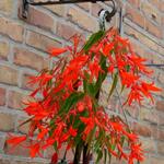 Begonia boliviensis 'Bonfire' - 