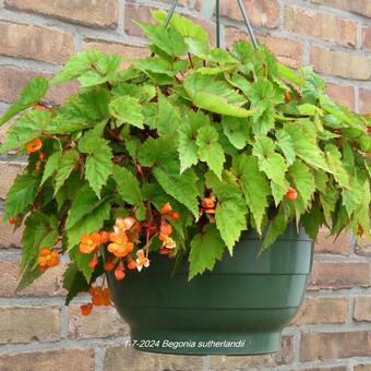 Begonia sutherlandii