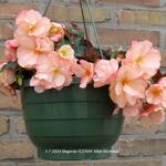 Begonia I'CONIA 'Miss Montreal' - 