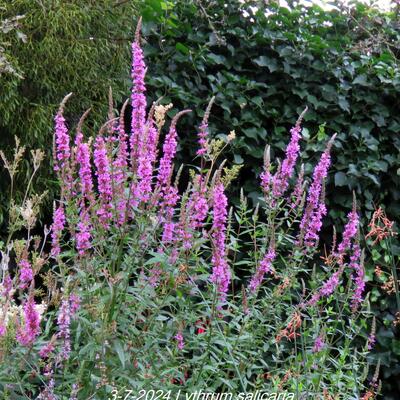 Lythrum salicaria - Salicaire commune - Lythrum salicaria