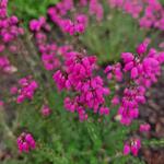 Erica cinerea 'C.D. Eason' - 