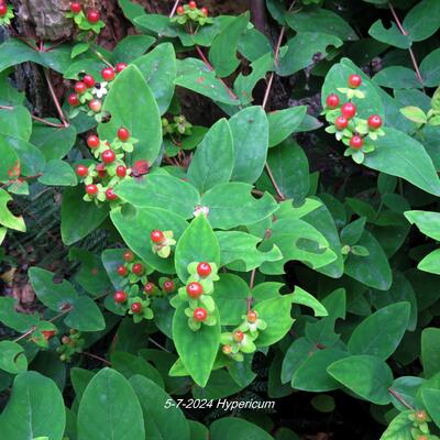 Hypericum - 