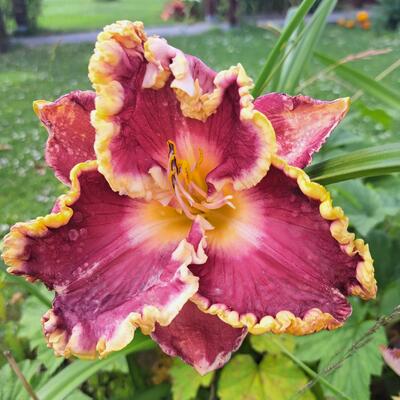 Hemerocallis 'Castle Rock' - 