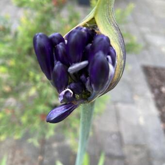 Agapanthus Blue Moon