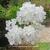 Verbena x hybrida 'MAGELANA White'