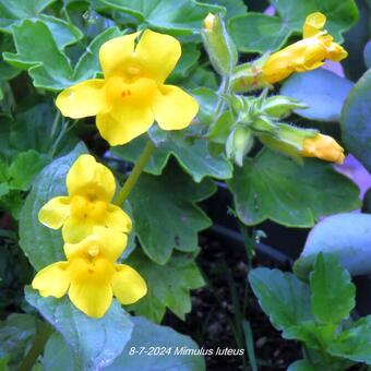 Mimulus luteus