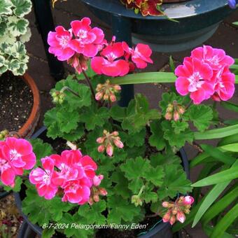 Pelargonium 'Fanny Eden'