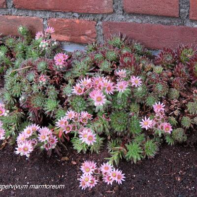 Sempervivum marmoreum - 