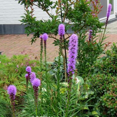 PLUME DU KANSAS - Liatris spicata