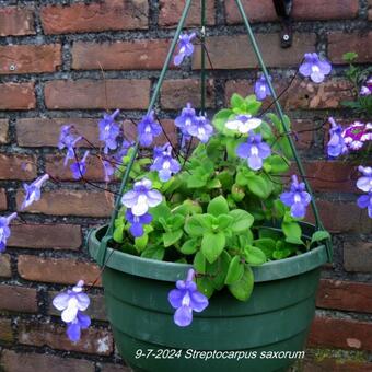 Streptocarpus saxorum