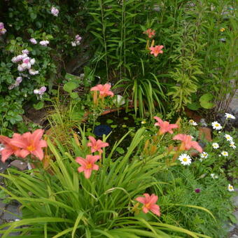 Hemerocallis fulva