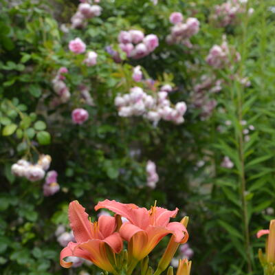 Hemerocallis fulva  - 