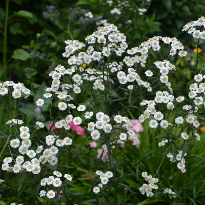 Achillea ptarmica - Sumpf-Schafgarbe - Achillea ptarmica