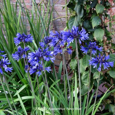 Agapanthus 'Navy Blue' - Agapanthus  'Navy Blue'