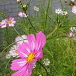 Cosmos Bipinnatus 'Sensation Mammouth' - 