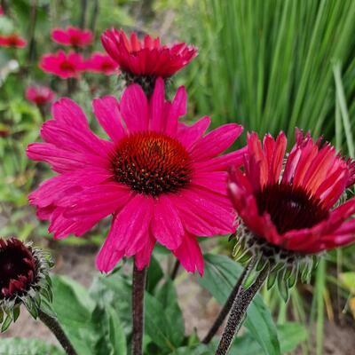 Echinacea SUNSEEKERS 'Carmine' - 