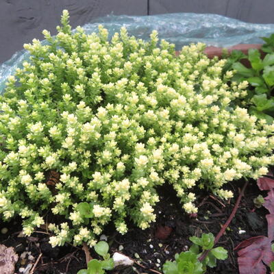 Sedum acre 'Elegans' - Sedum acre 'Elegans'