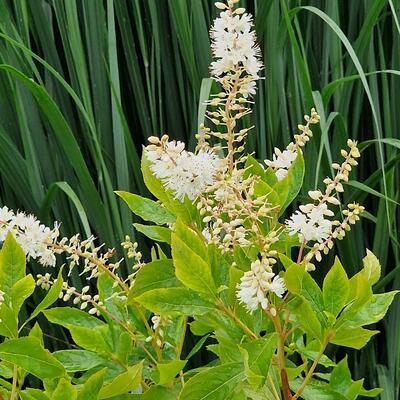 Sanguisorba obtusa 'Alba'