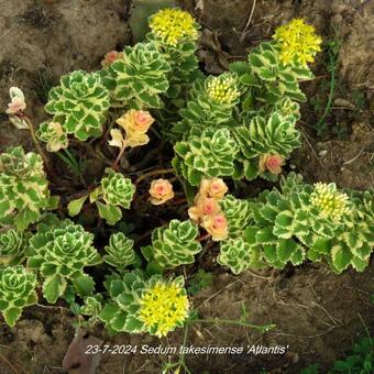 Sedum takesimense 'Atlantis'