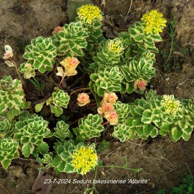 Sedum takesimense 'Atlantis'