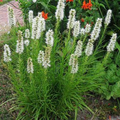 Liatris spicata 'Alba'