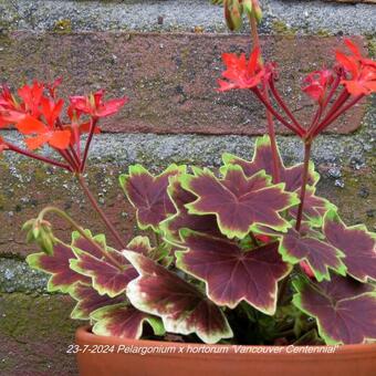 Pelargonium x hortorum 'Vancouver Centennial' (stellar type)