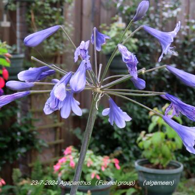 Agapanthus (Funnel group) - 