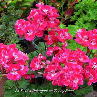 Pelargonium 'Fanny Eden'