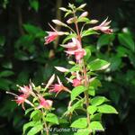 Fuchsia 'Walz Jubelteen' - 