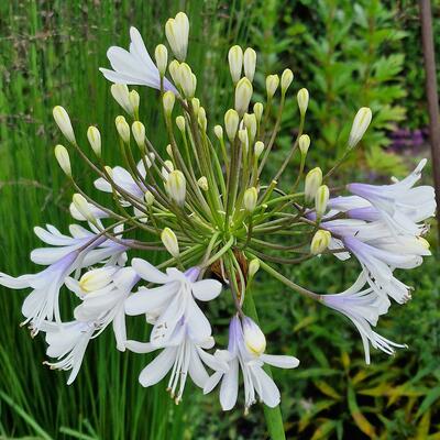 Agapanthus 'Queen Mum' - 