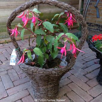 Fuchsia 'Komeet'