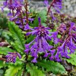 Wulfenia carinthiaca - 