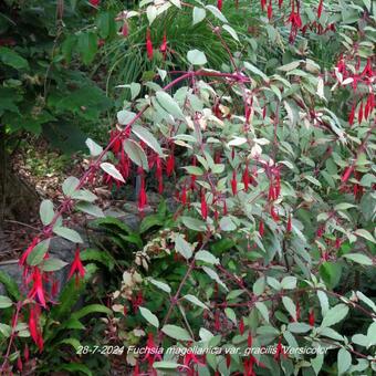 Fuchsia magellanica var. gracilis 'Versicolor'