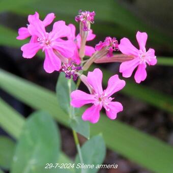 Silene armeria